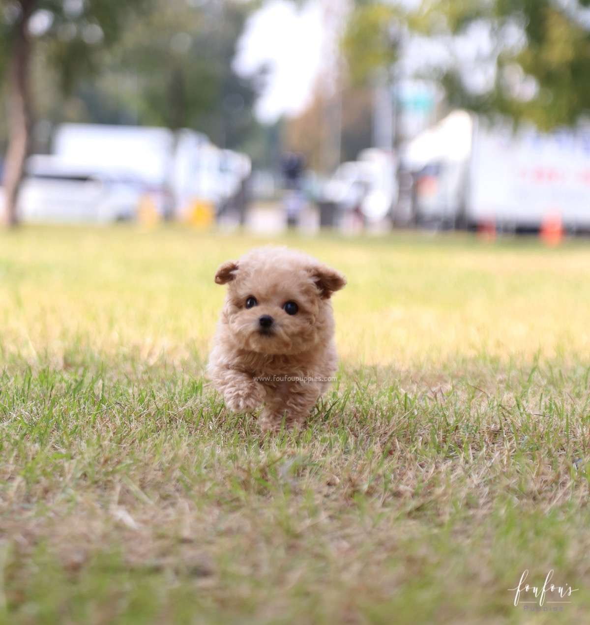 BeBe - Poodle M.