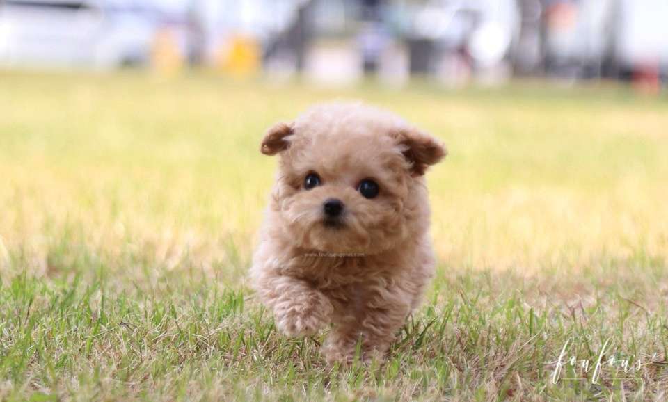 BeBe - Poodle M.