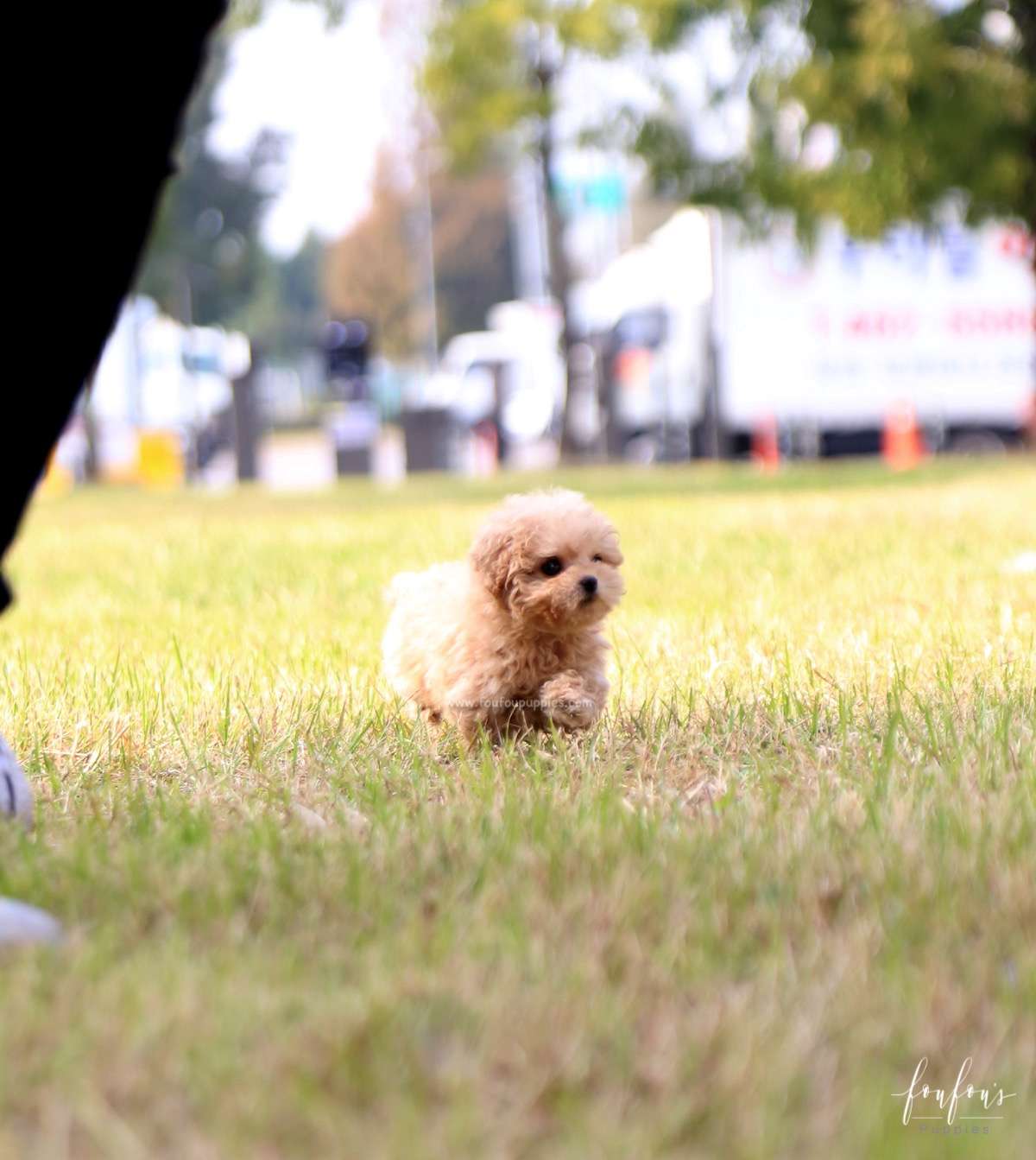 BeBe - Poodle M.