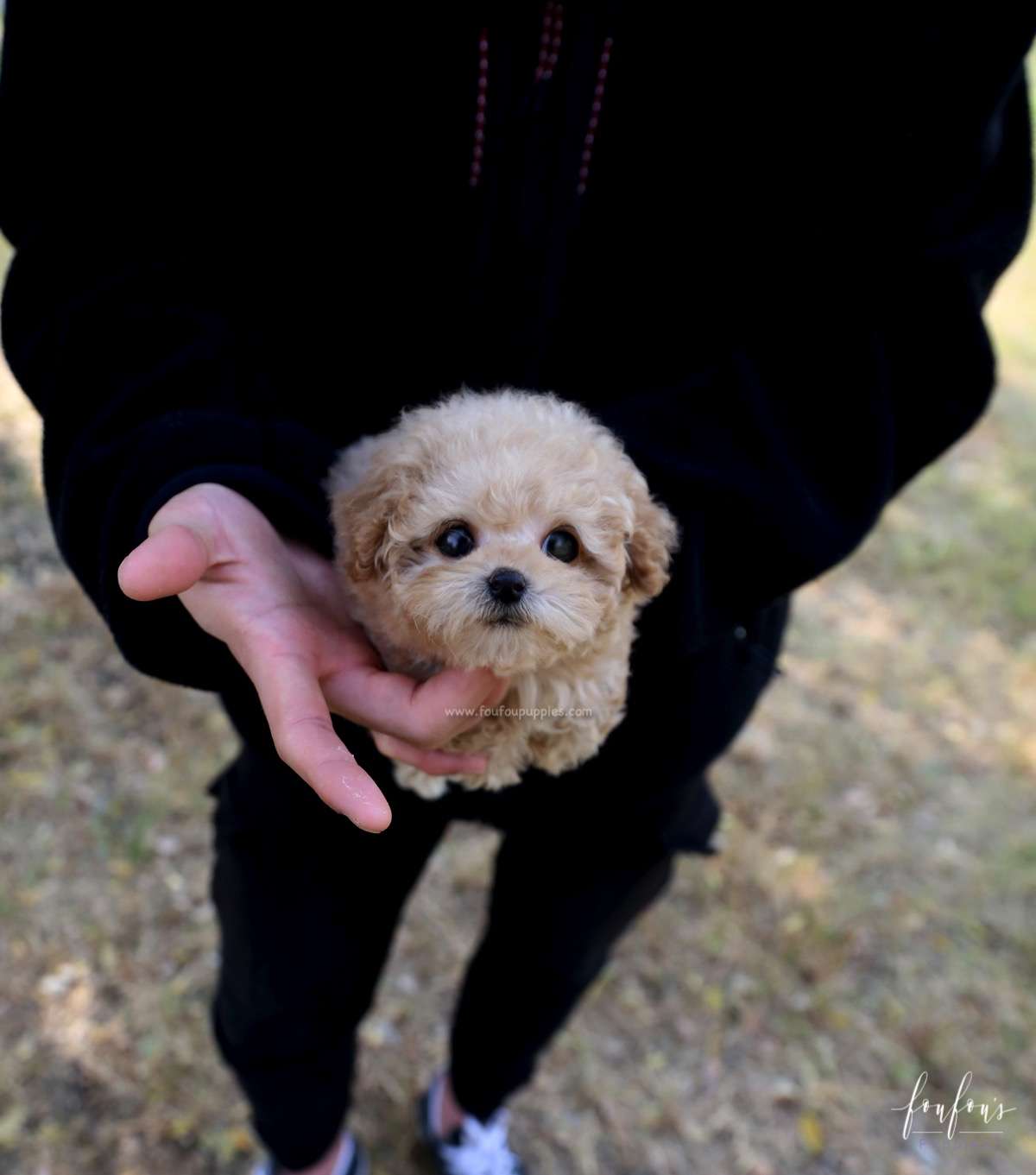 BeBe - Poodle M.