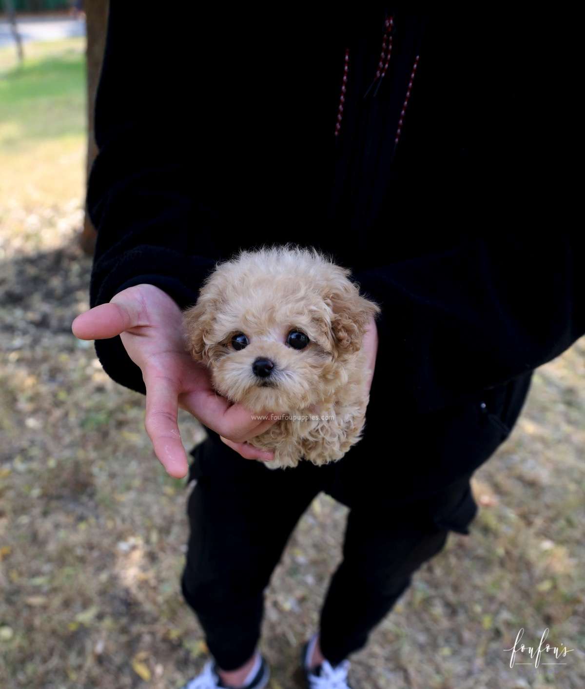 BeBe - Poodle M.