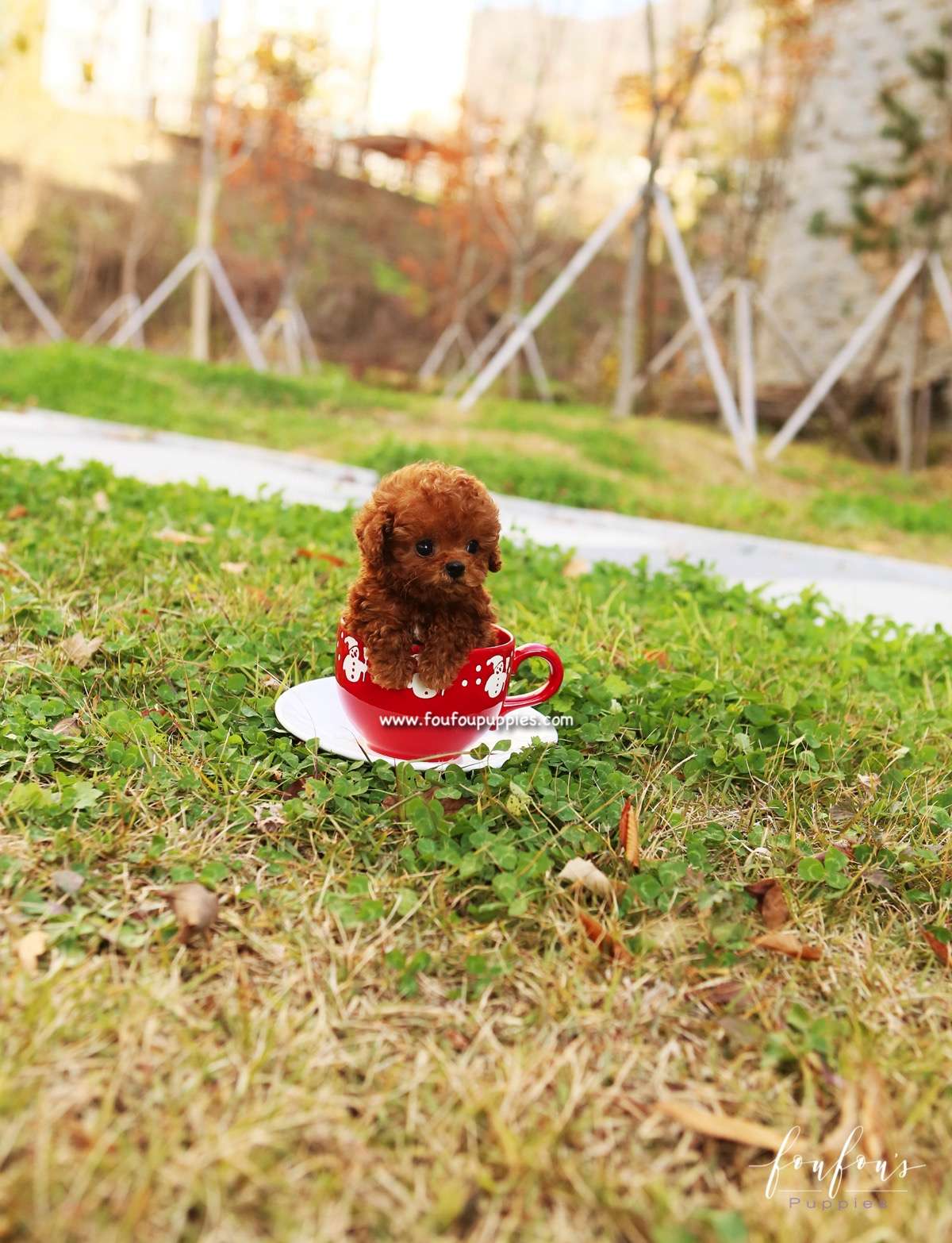 Cupid - Poodle M.