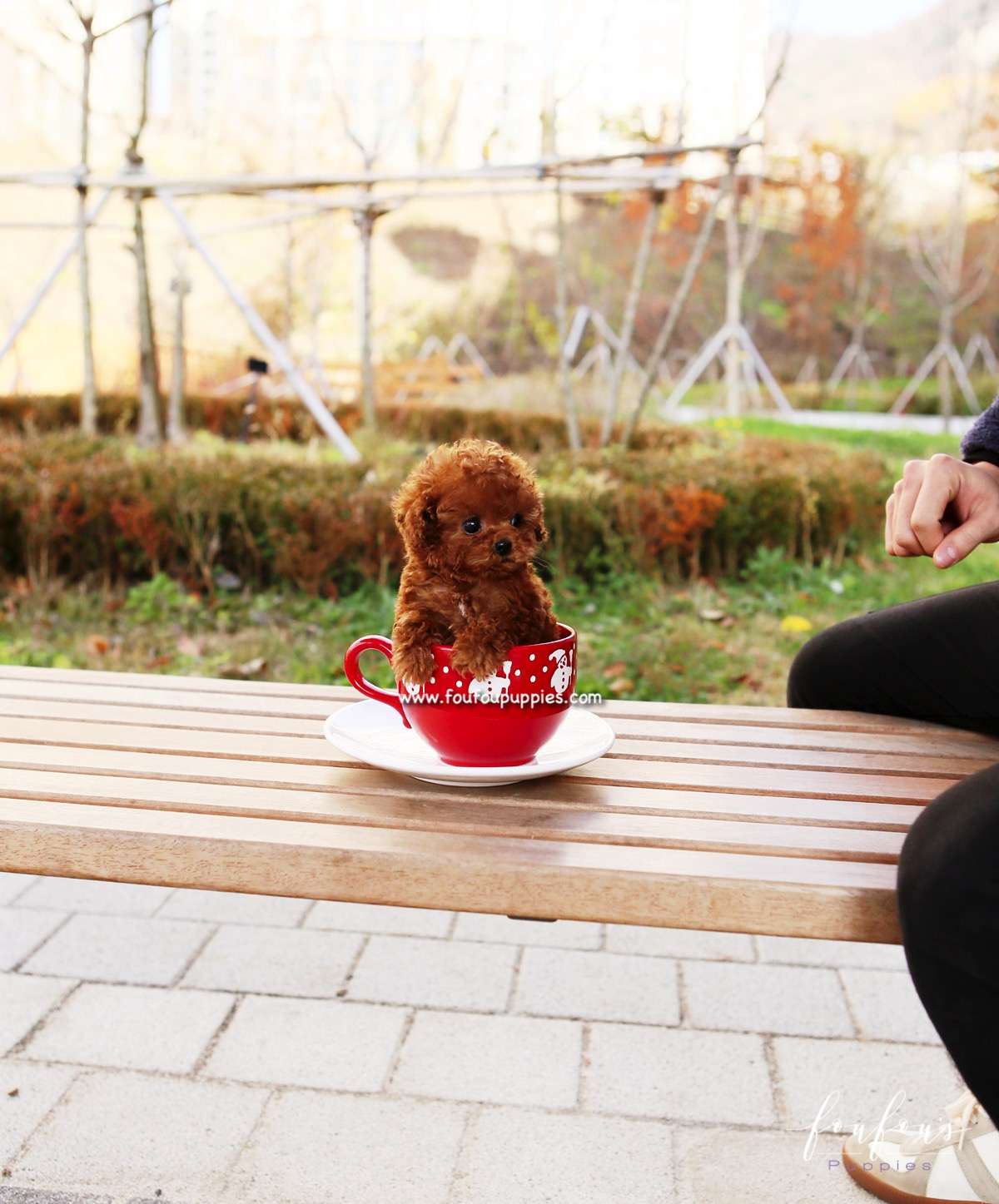 Cupid - Poodle M.