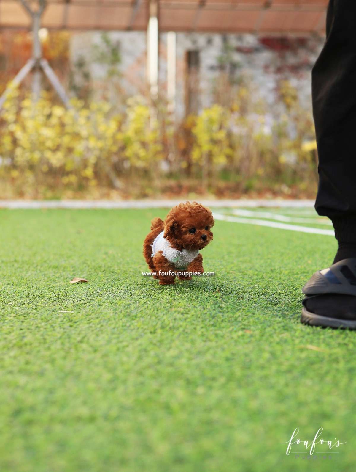 Cupid - Poodle M.