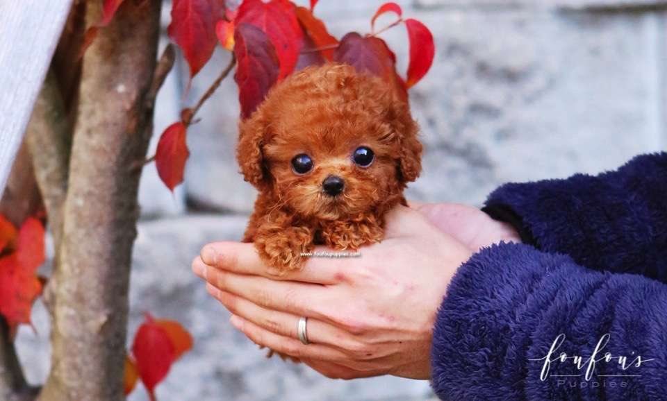 Cupid - Poodle M.