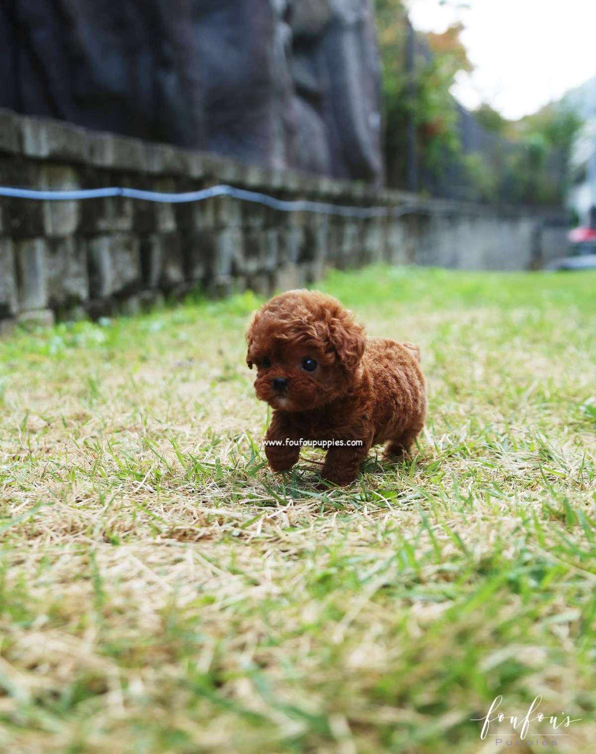 Amore - Poodle F.