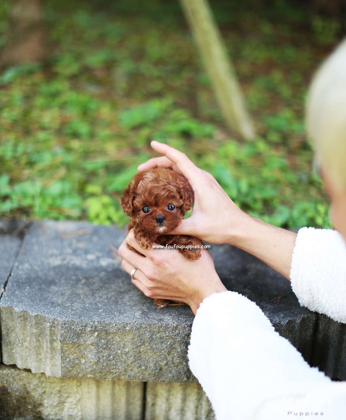 Amore - Poodle F.