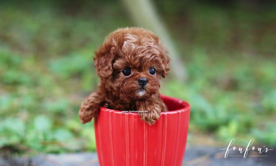 Amore - Poodle F.