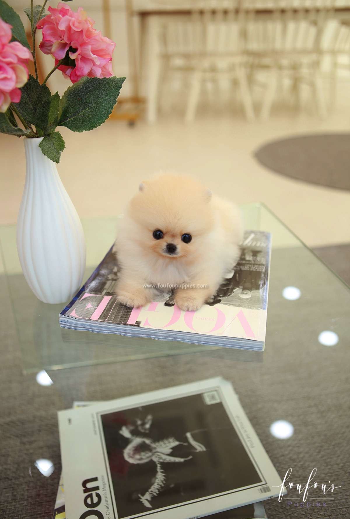 Capone - Pomeranian M.