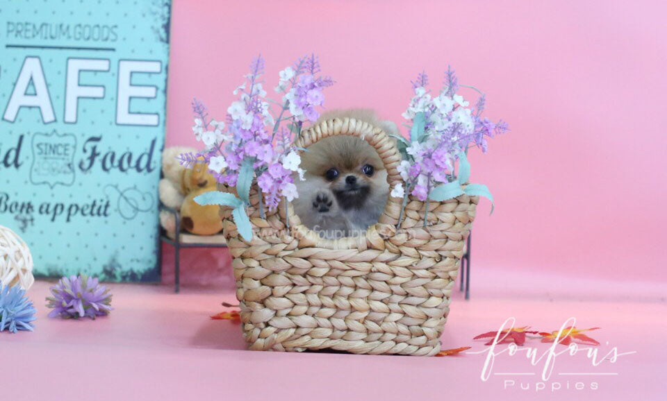 Bubba-Pomeranian M.