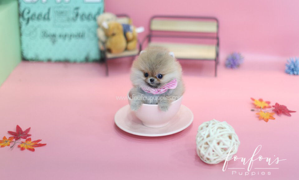 Bubba-Pomeranian M.