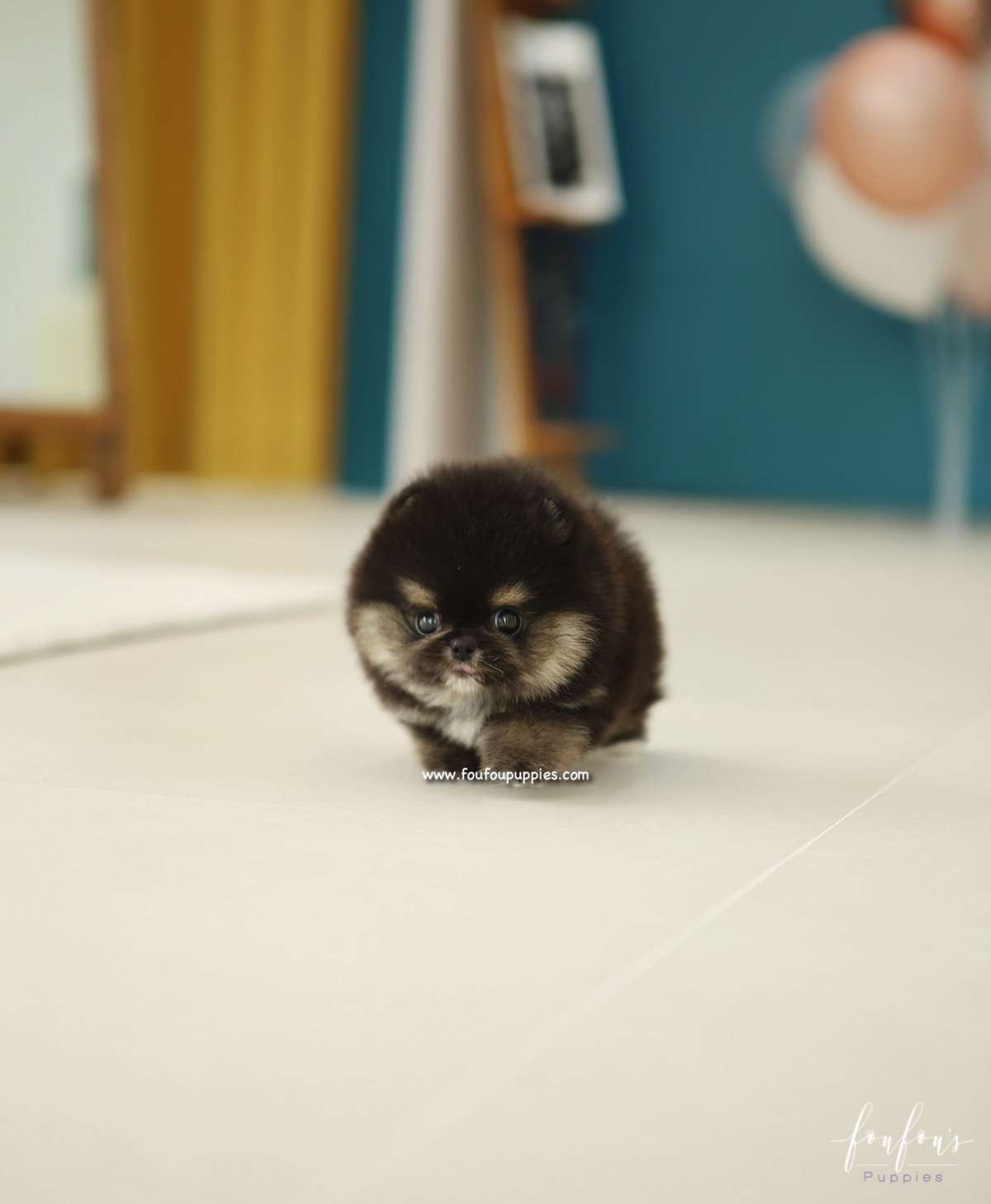 Bubba - Pomeranian M.