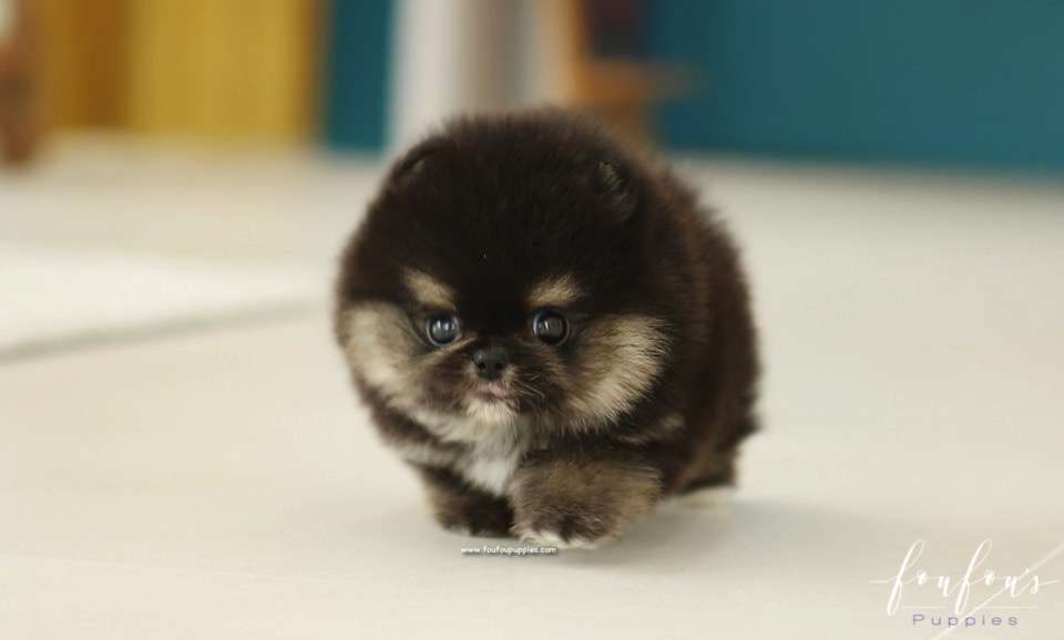 Bubba - Pomeranian M.