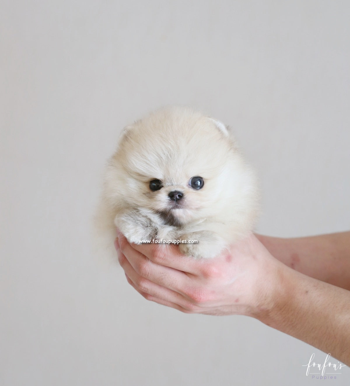 Bubba - Pomeranian M.