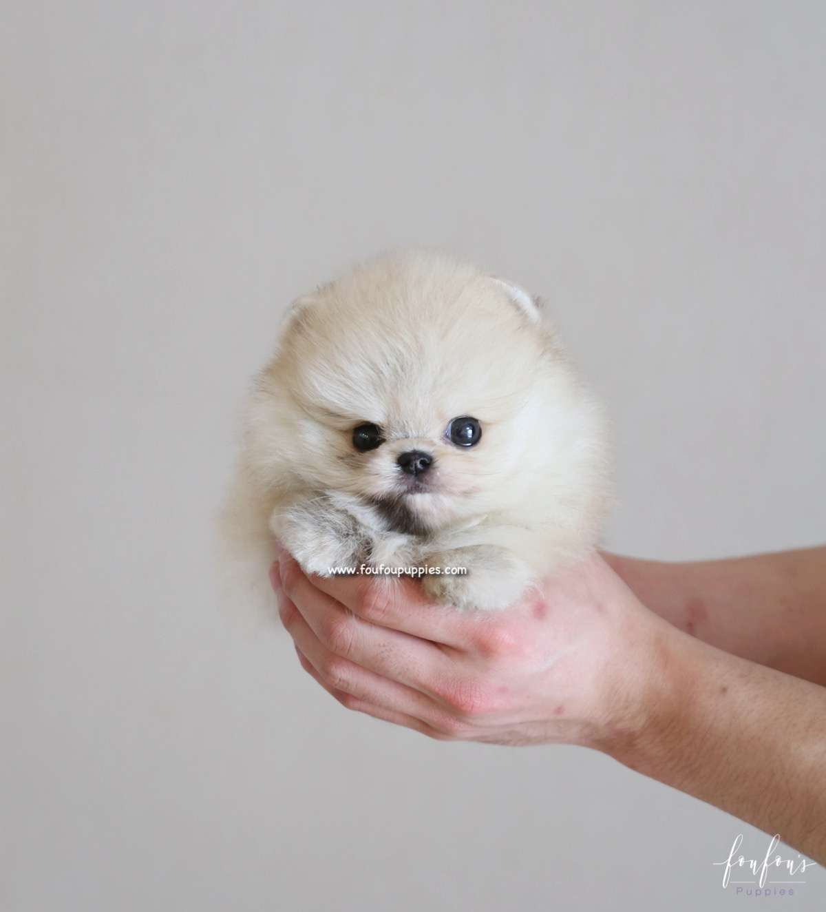 Bubba - Pomeranian M.
