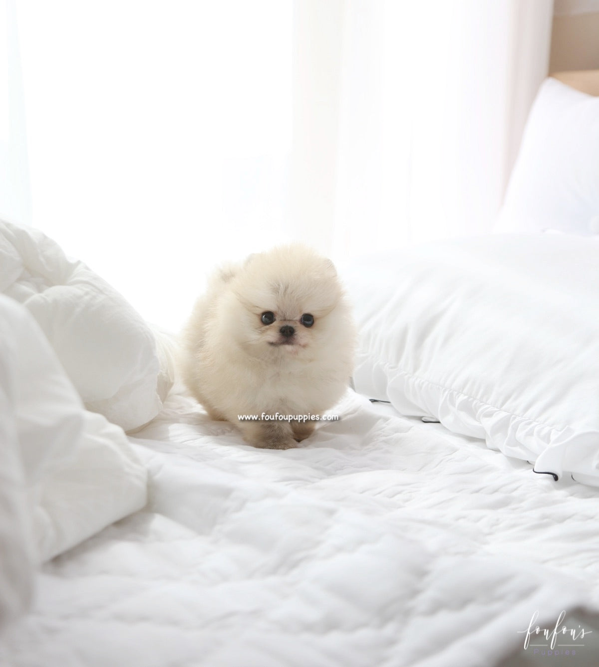 Bubba - Pomeranian M.