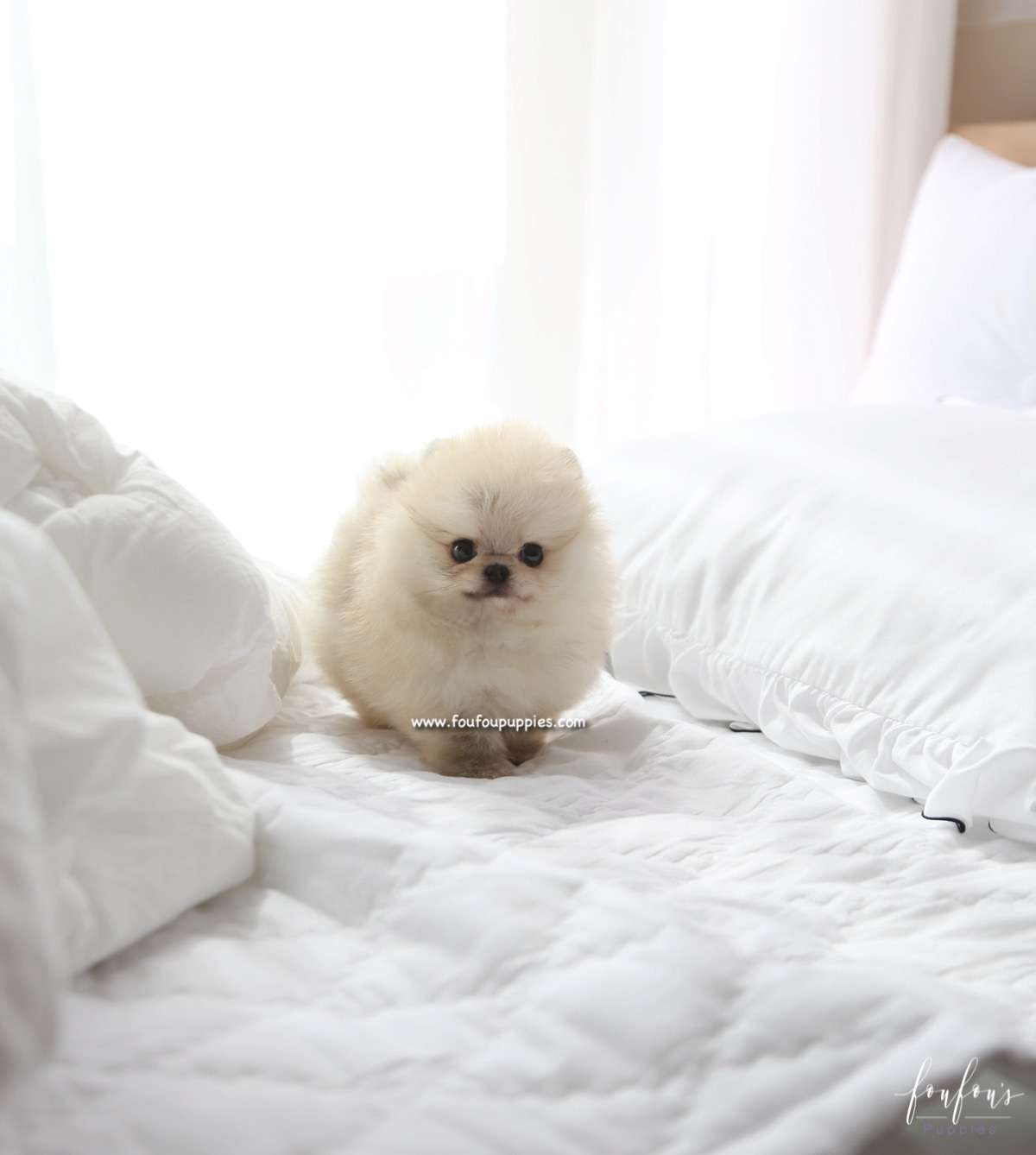 Bubba - Pomeranian M.