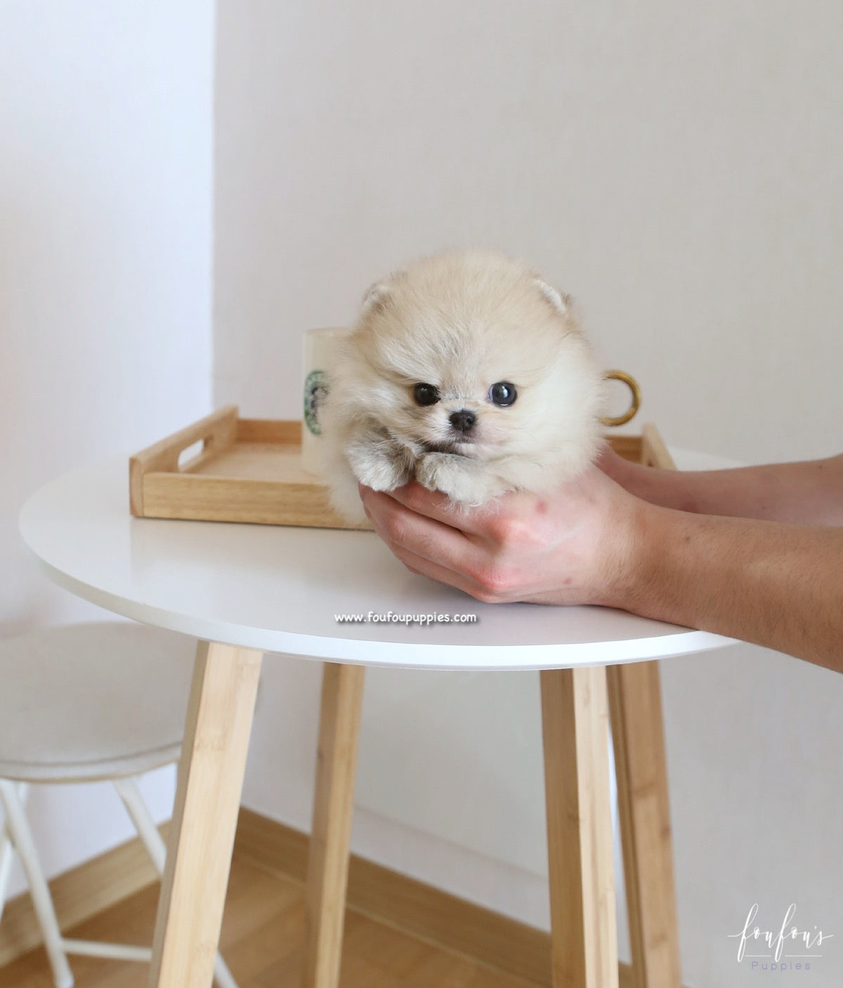 Bubba - Pomeranian M.