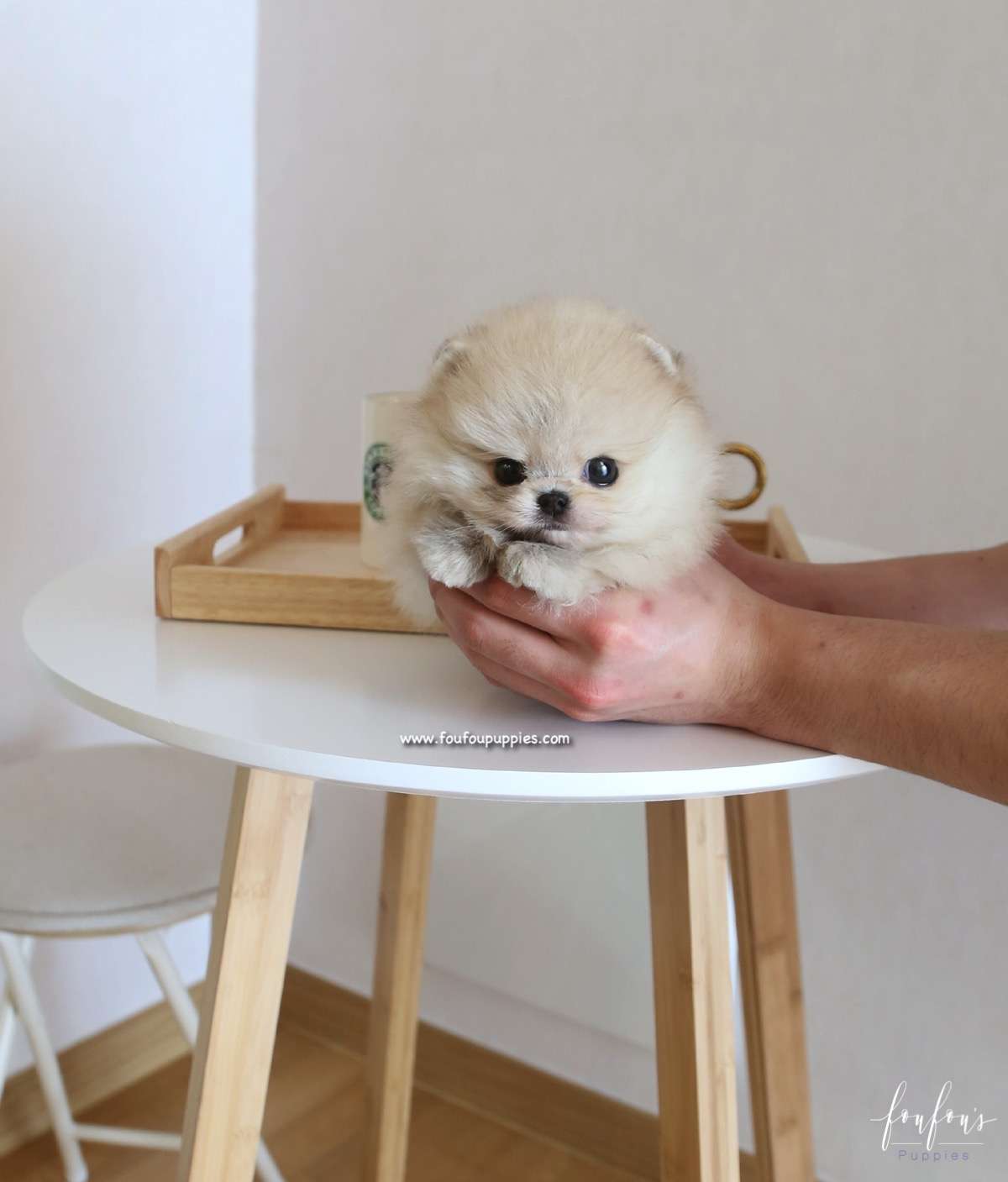 Bubba - Pomeranian M.