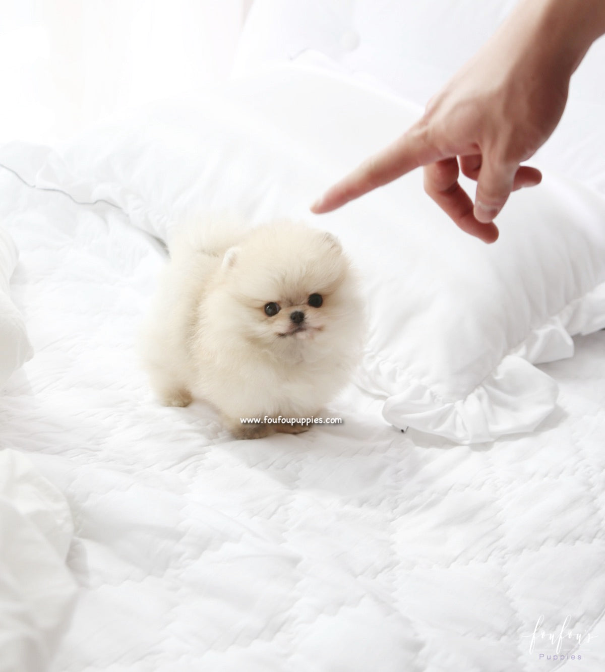 Bubba - Pomeranian M.