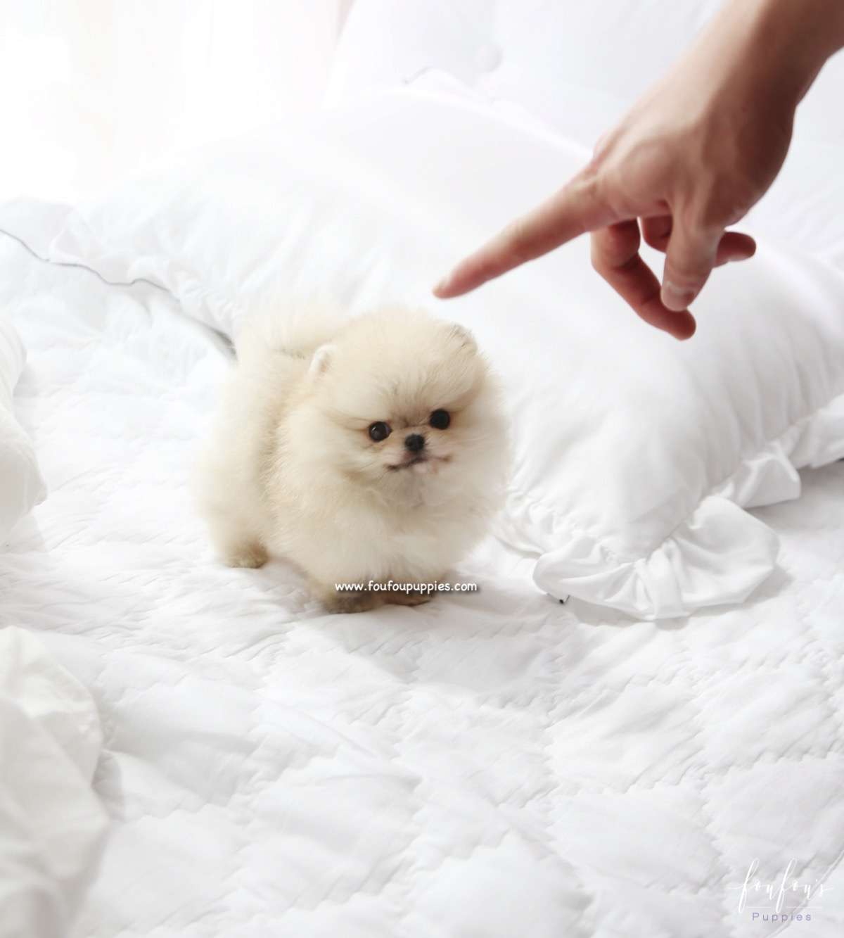 Bubba - Pomeranian M.