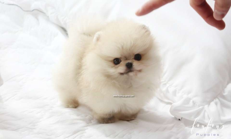 Bubba - Pomeranian M.