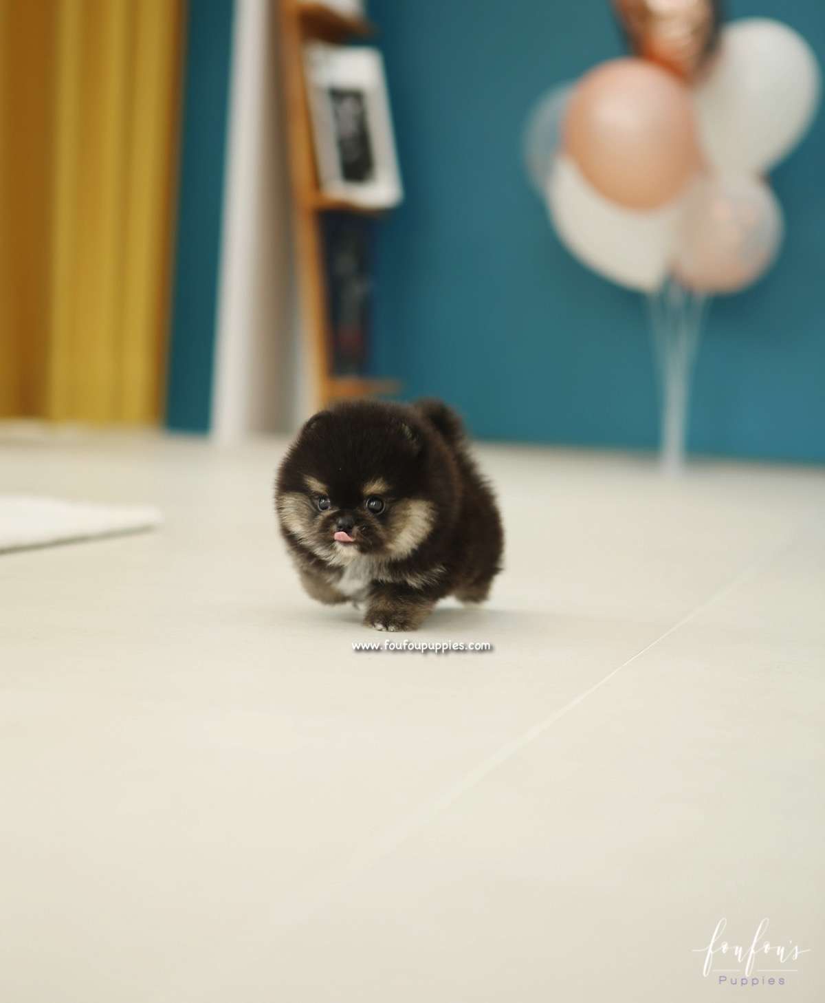 Bubba - Pomeranian M.