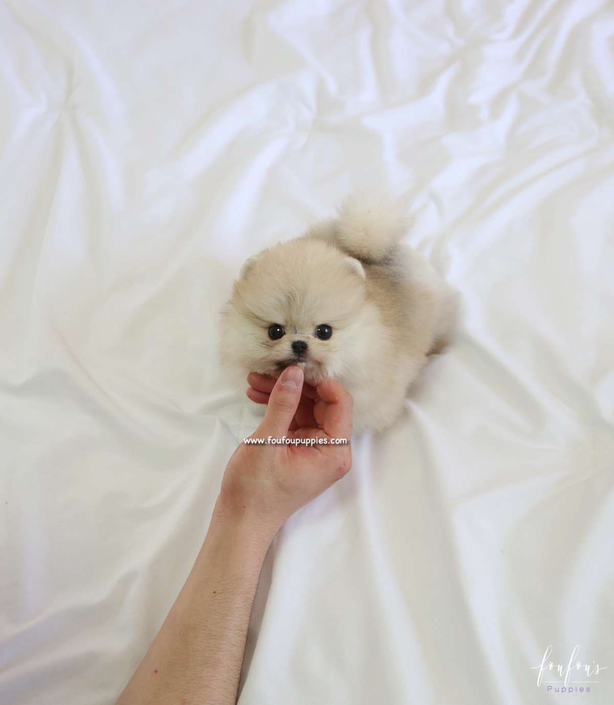 Bubba - Pomeranian M.