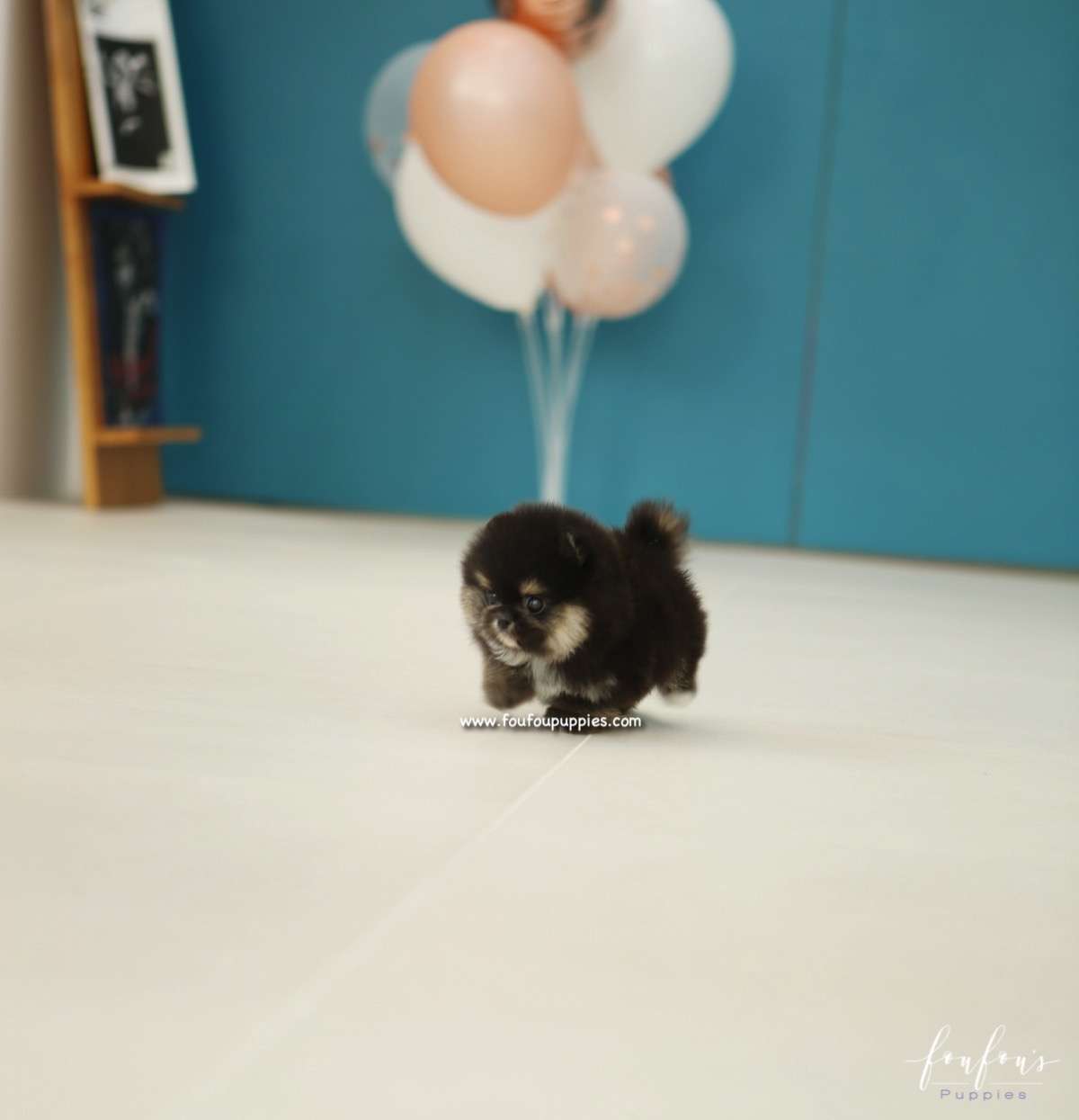 Bubba - Pomeranian M.