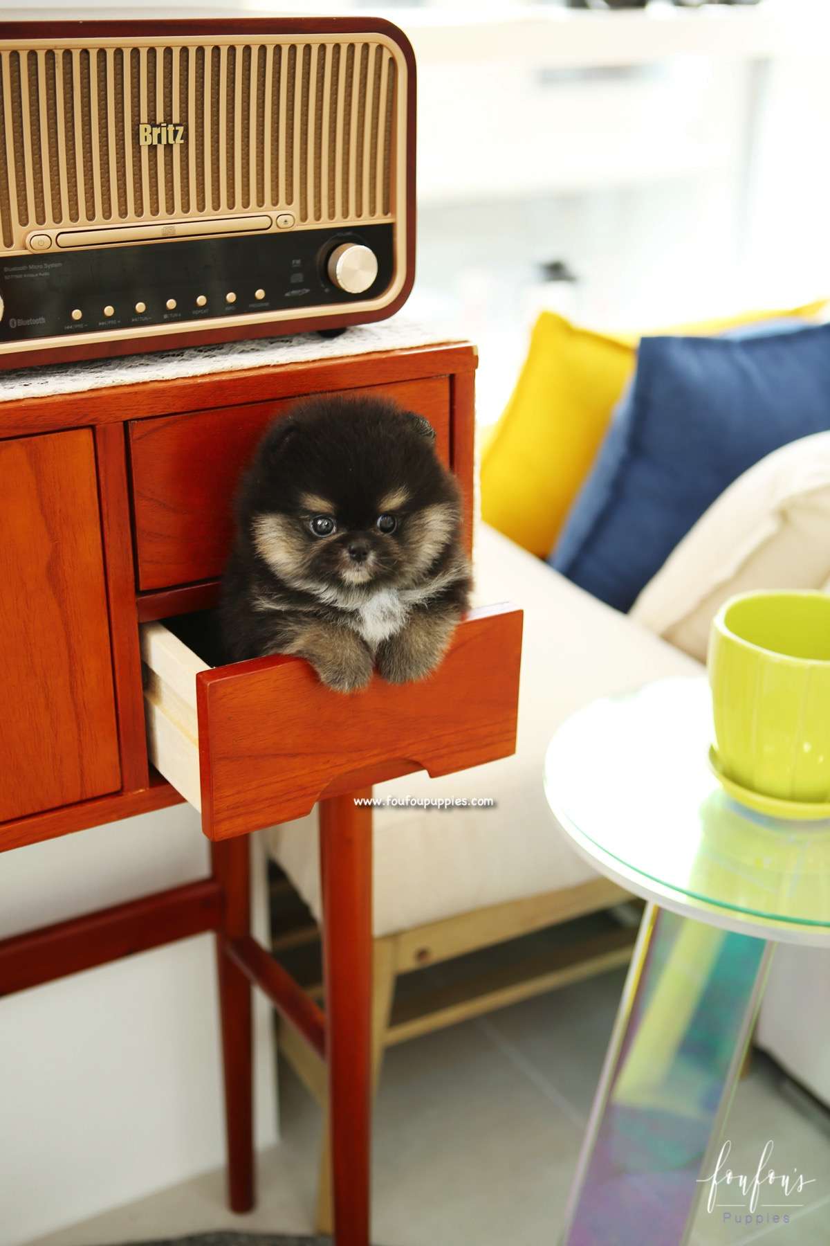 Bubba - Pomeranian M.