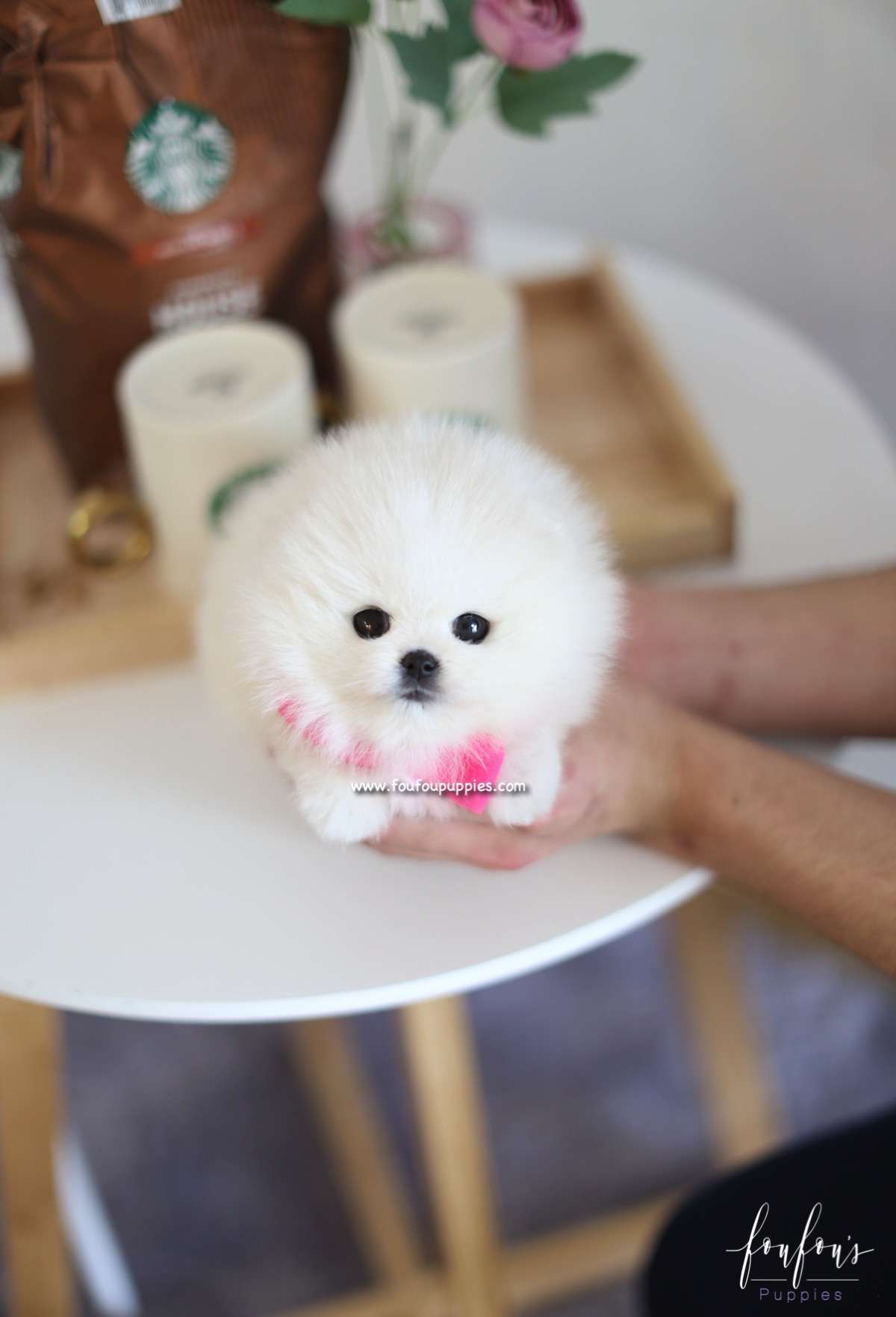 Bubba - Pomeranian M.
