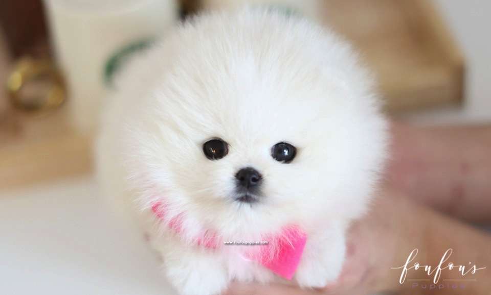 Bubba - Pomeranian M.