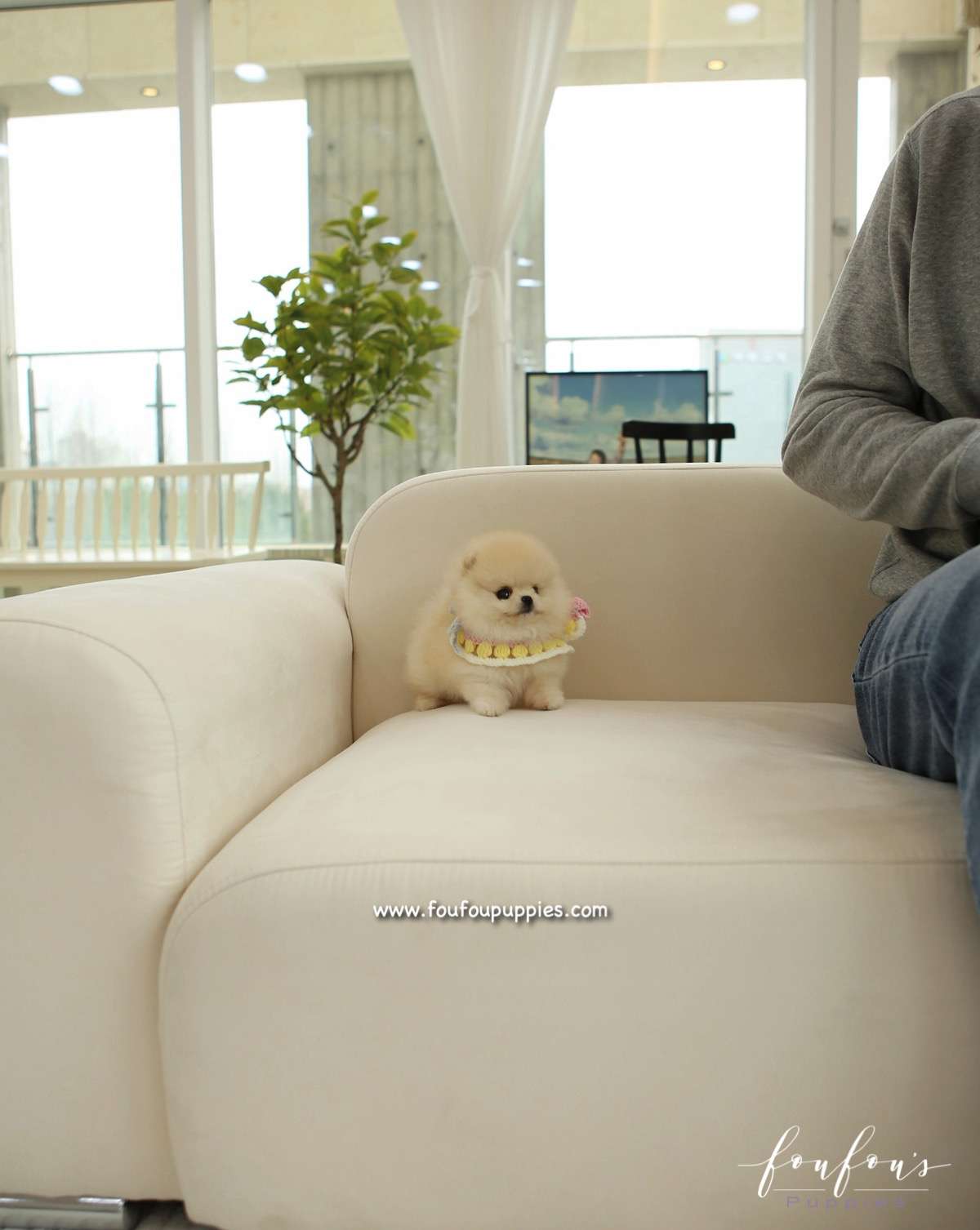 Honey - Pomeranian F.