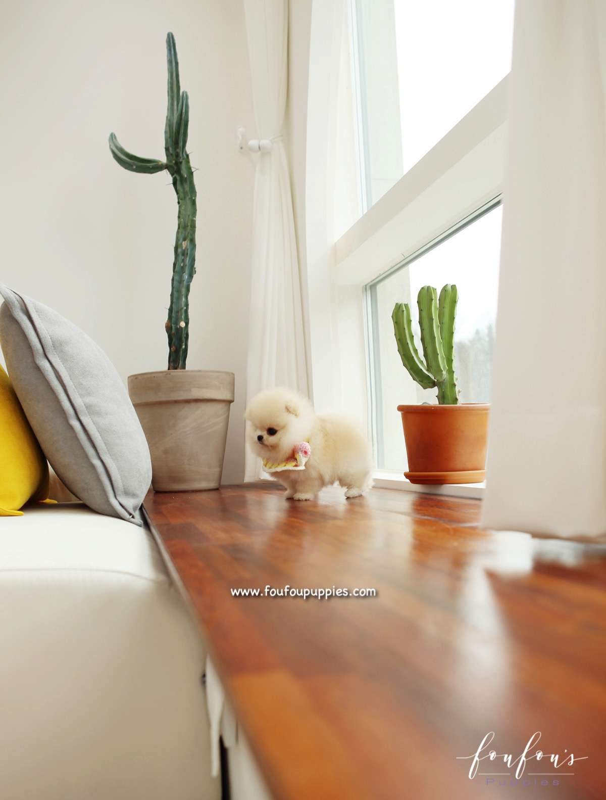 Honey - Pomeranian F.