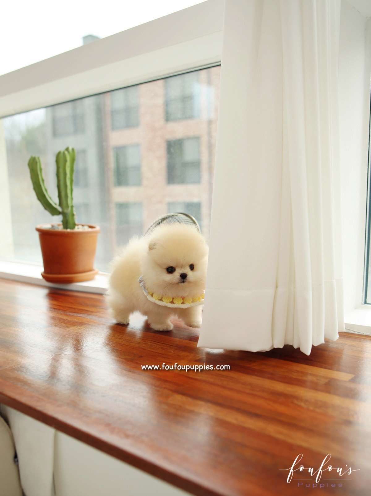 Honey - Pomeranian F.