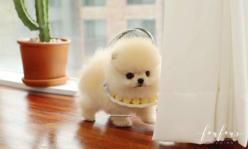 Honey - Pomeranian F.