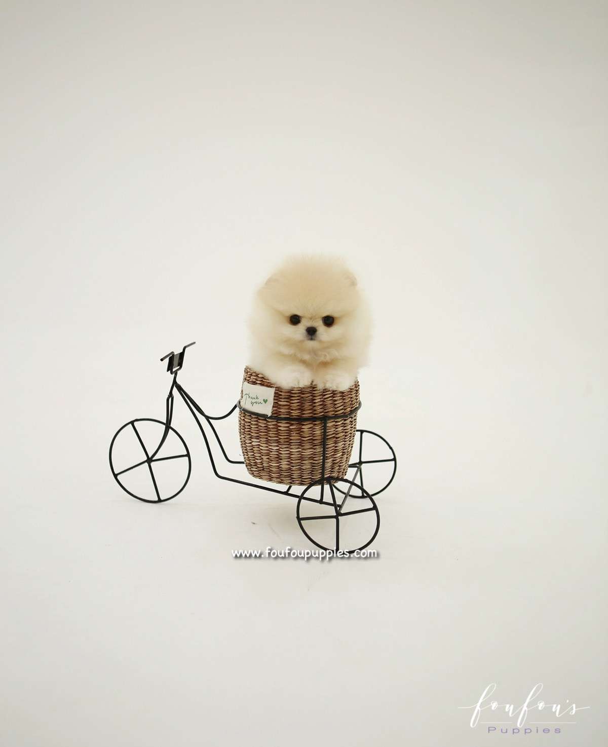 Honey - Pomeranian F.