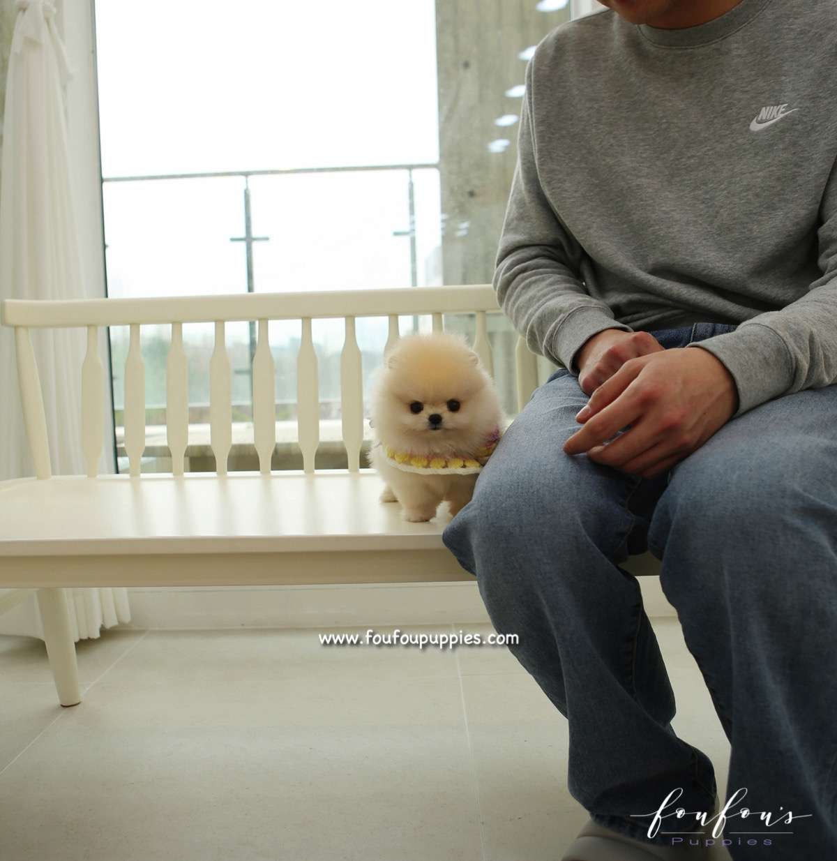 Honey - Pomeranian F.
