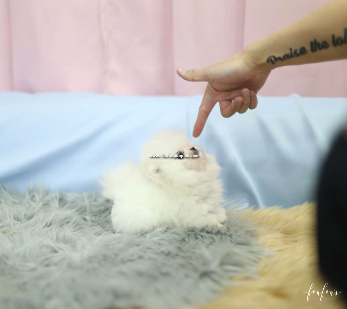 Mogli - Pomeranian M.