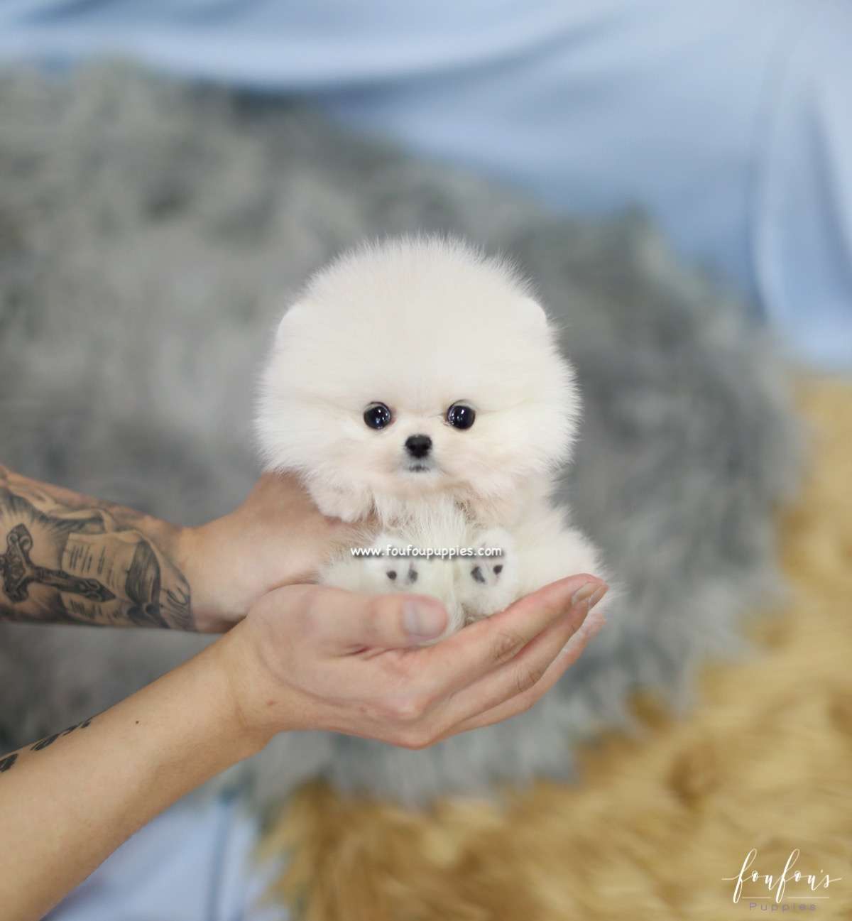 Mogli - Pomeranian M.