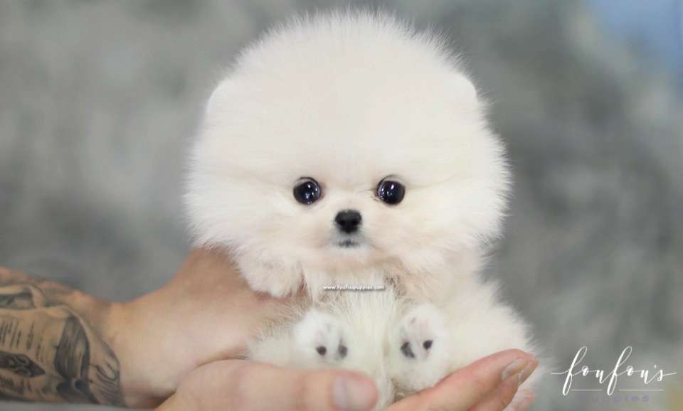 Mogli - Pomeranian M.