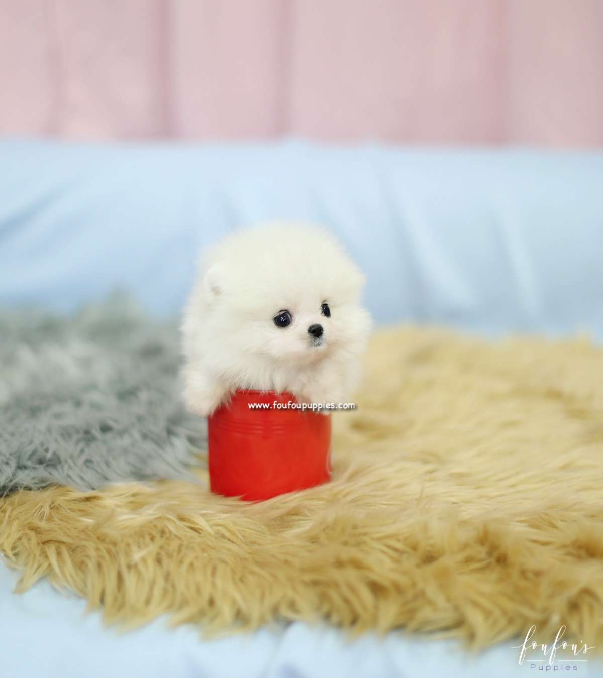 Mogli - Pomeranian M.