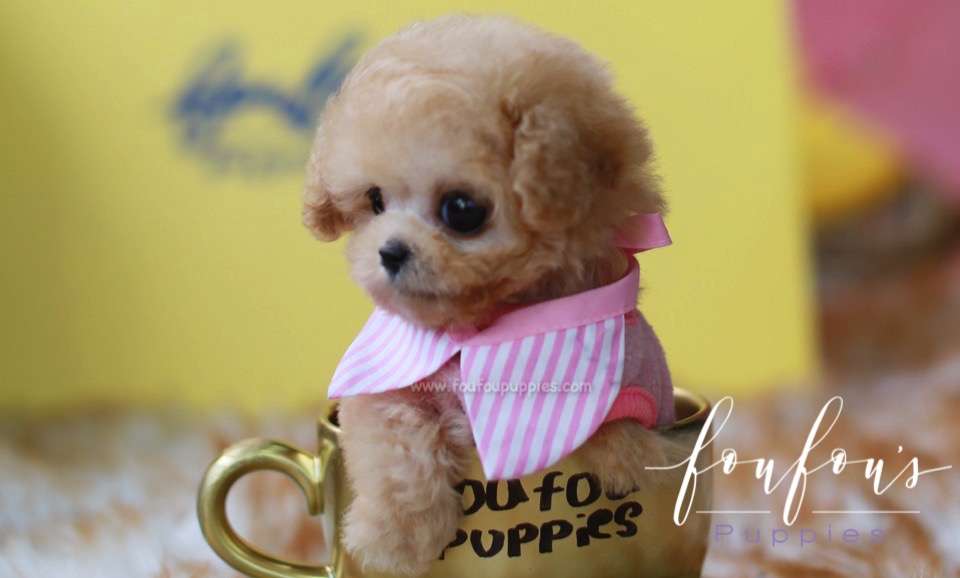 Nala - Poodle F.
