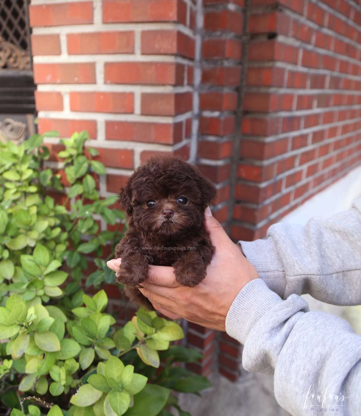 Hershey - Poodle M.