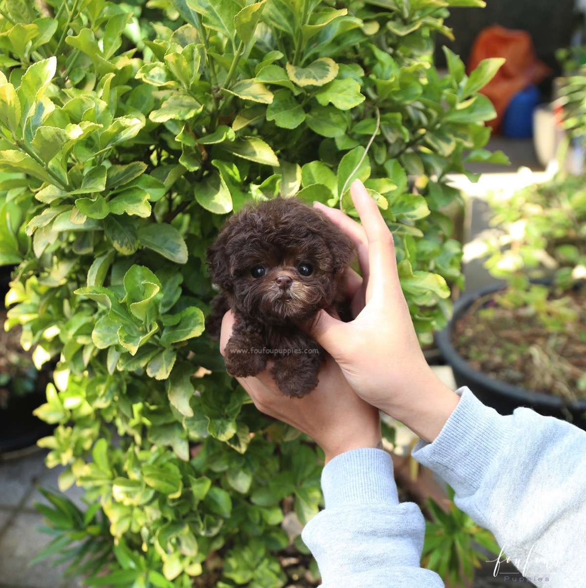 Hershey - Poodle M.