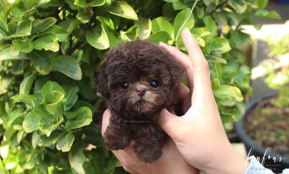 Hershey - Poodle M.