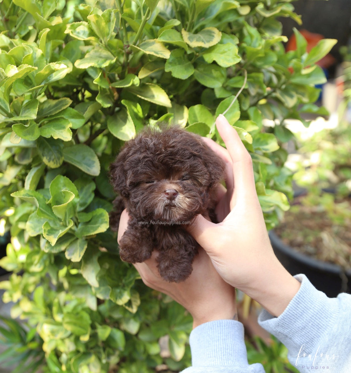 Hershey - Poodle M.