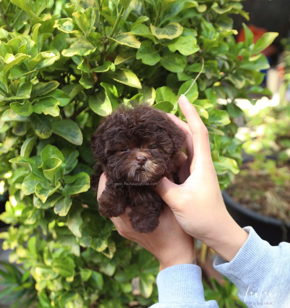 Hershey - Poodle M.