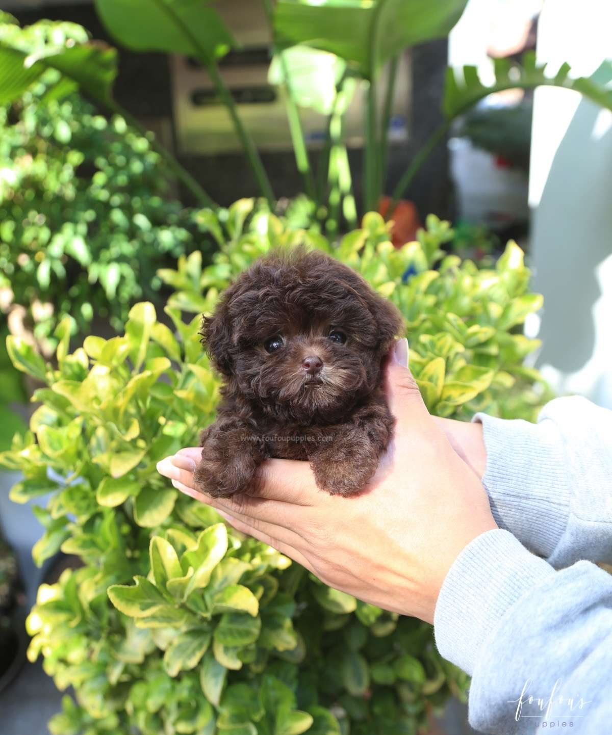 Hershey - Poodle M.