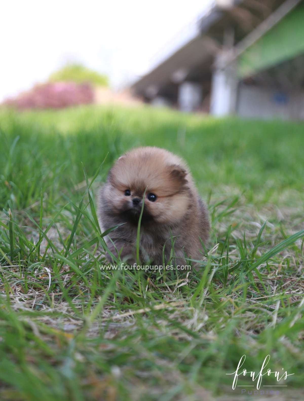 Bear - Pomeranian M.